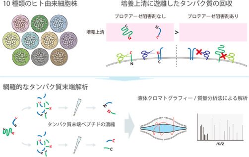 膜タンパク質が「はさみ分子」によって切断される部位を大規模に解明