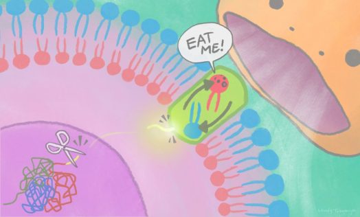 不要な細胞の除去機構の発見～核内因子が直接細胞膜に作用する!～