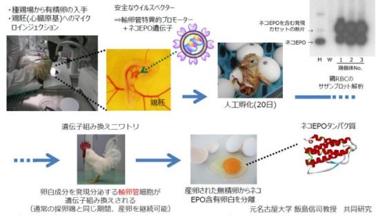 ネコ由来のエリスロポエチンを用いた腎性貧血治療薬を開発
