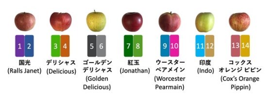リンゴの品種改良に貢献した起源品種の遺伝領域