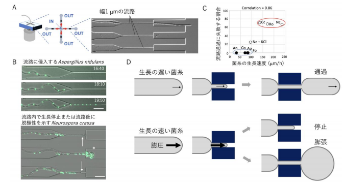 細い道ではスピード注意 ～カビが狭い空間を通過する能力は成長速度と相関する～