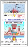 バブルを模倣した基板で乳酸菌を生きたまま大面積捕集できる原理を世界で初めて発見