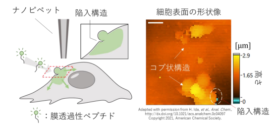 生きた細胞膜での膜透過性ペプチドの取り込みをナノスケールで可視化 テック アイ生命科学