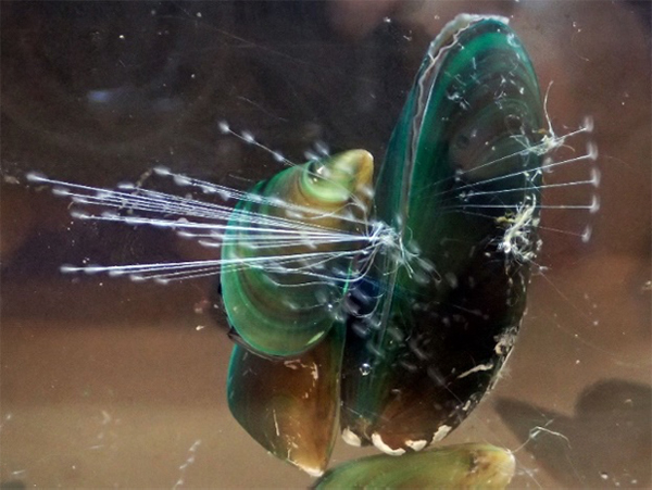 ミドリイガイのゲノム解析からわかった足糸の耐久性の秘密