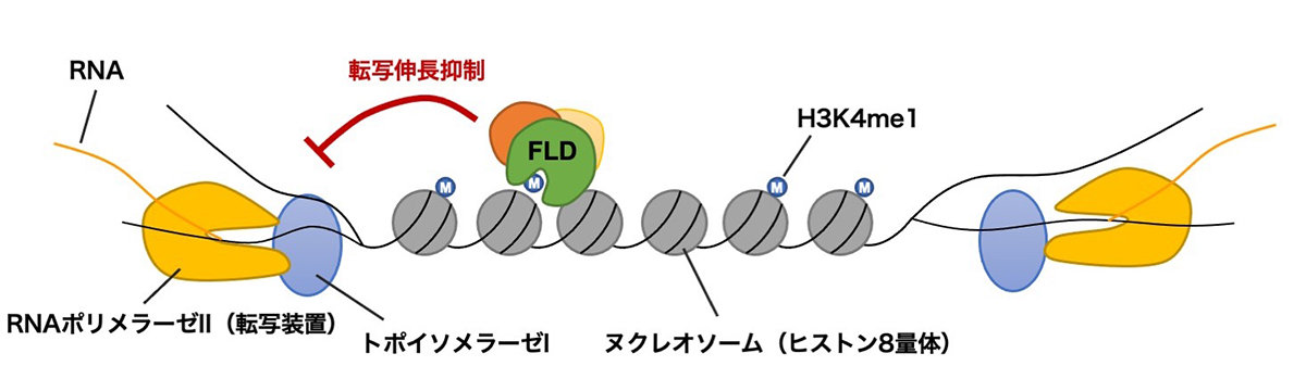 遺伝子が密に並んだゲノム上で転写を調節する仕組み
