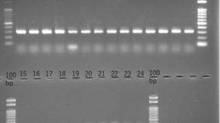 ブドウ果実のDNA品種識別技術を確立～ シャインマスカットの育成者権侵害対応に利用可能～