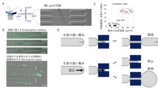 細い道ではスピード注意 ～カビが狭い空間を通過する能力は成長速度と相関する～