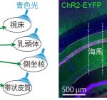 世界初、空間認識を支える脳情報の流れを解明 ～認知症などの病態解明に期待～