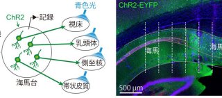 世界初、空間認識を支える脳情報の流れを解明 ～認知症などの病態解明に期待～