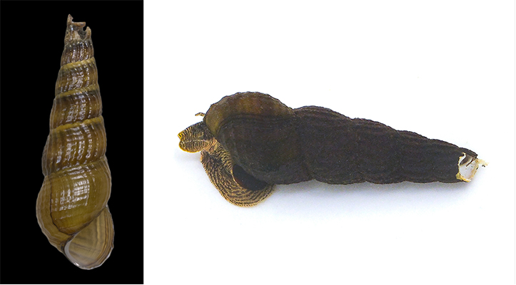 26年ぶりに日本から現生のカワニナの新種を発見