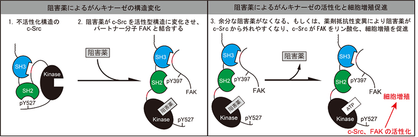 抗がん剤抵抗性の新規メカニズムの解明 ～薬剤抵抗性がん細胞は抗がん剤により増殖する～