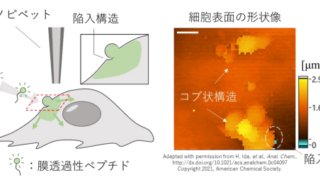生きた細胞膜での膜透過性ペプチドの取り込みをナノスケールで可視化