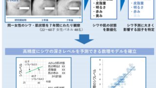 世界初 未来のシワを予測する数理モデルを開発