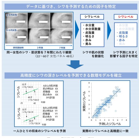 世界初 未来のシワを予測する数理モデルを開発