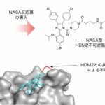 たんぱく質間相互作用の不可逆阻害に成功 ~抗がん剤開発のための新しい戦略~ たんぱく質間相互作用の不可逆阻害に成功 ~抗がん剤開発のための新しい戦略~