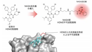 たんぱく質間相互作用の不可逆阻害に成功 ～抗がん剤開発のための新しい戦略～