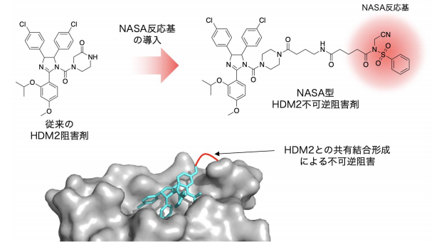 たんぱく質間相互作用の不可逆阻害に成功 ～抗がん剤開発のための新しい戦略～