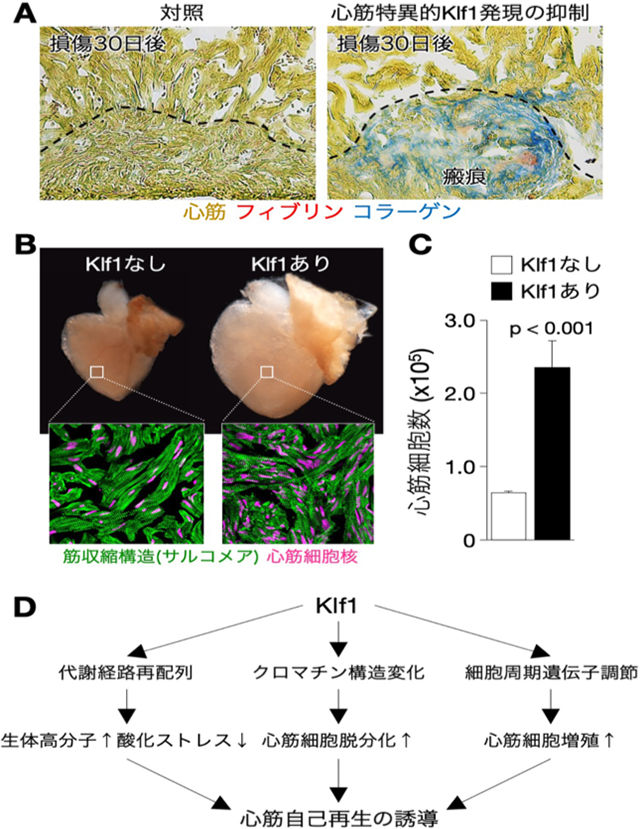 心筋自己再生を誘導する新規遺伝子Klf1の発見