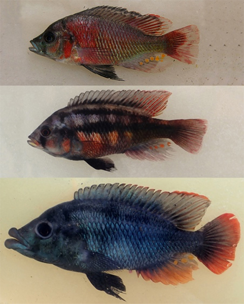 シクリッドゲノム中に適応進化の痕跡を発見～祖先から受け継いだゲノム多様性が急速な進化の鍵～