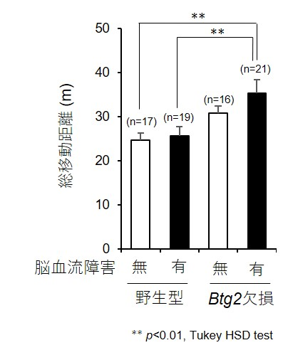 脳血管障害で発現増加する遺伝子を欠損させることにより グリア細胞の増殖がより顕著になることを発見