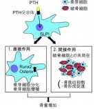 副甲状腺ホルモンが骨量を増加するメカニズムを解明！ ～SLPIという骨形成と骨吸収のバランサーの発見～