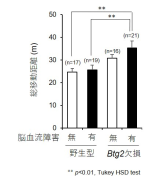 脳血管障害で発現増加する遺伝子を欠損させることにより グリア細胞の増殖がより顕著になることを発見