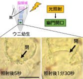 ウニは光の刺激で胃から腸へのゲートを開く