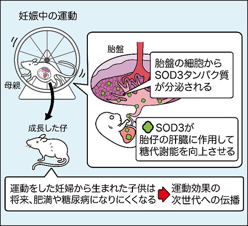 妊娠中の運動が胎盤を通じて子の肥満を防ぐ～胎盤・運動・栄養を活用した次世代の健康増進～