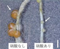 マメ科植物の栄養環境適応戦略 ～窒素栄養に応答して遺伝子発現を調節する仕組み～
