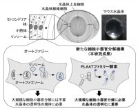 眼の水晶体が透明になる仕組みの解明 ～新たな細胞内分解システムの発見～