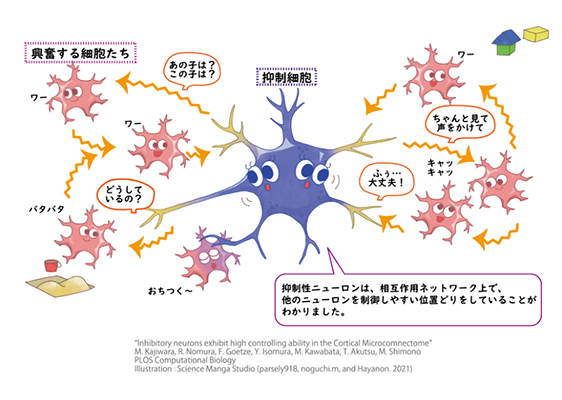 脳が安定して活動を続けられるメカニズムの一端を解明