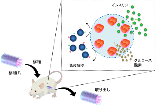 レンコン構造が細胞治療の鍵!?ヒトiPS細胞由来膵島移植による糖尿病マウスの血糖値正常化と移植片の回収に成功