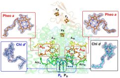 赤外光駆動型光合成をクライオ電顕で捉える～低いエネルギーで通常の光化学反応が駆動される仕組み～