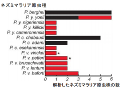 マラリア研究に有用な新しい動物実験モデルを開発