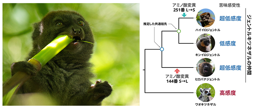 竹食サル類の苦味感覚の進化を解明～竹が先か苦味が先か～