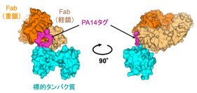 タンパク質の抗体ラベリング技術を改良し、構造解析をアシスト