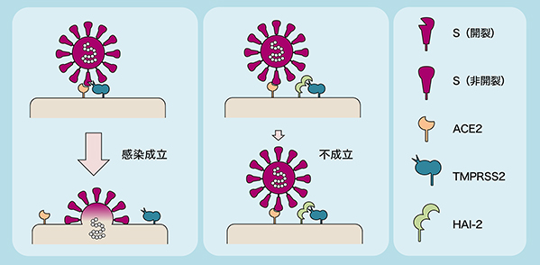 新型コロナ感染を抑制する生体内因子の発見～病態解明や治療薬開発の可能性へ～