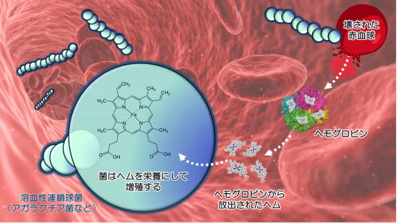 ヘム濃度センサータンパク質の作動機序を原子レベルで解明～病原菌が毒を回避する生存戦略～