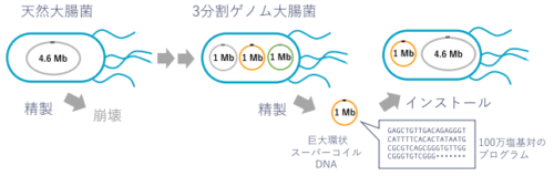 3分割したゲノムからなる大腸菌を作製、自由なゲノム出し入れを実現
