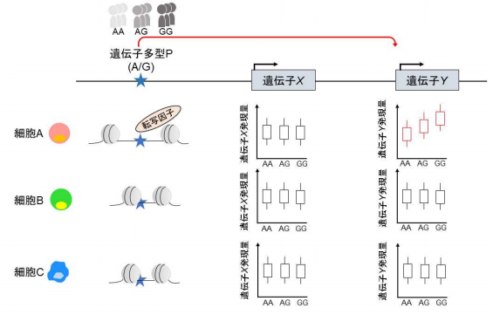免疫の個人差をつかさどる遺伝子多型の機能カタログを作成