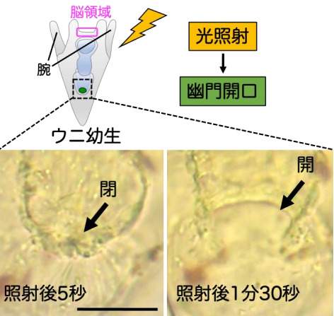 ウニは光の刺激で胃から腸へのゲートを開く