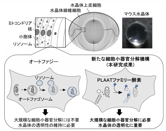 眼の水晶体が透明になる仕組みの解明 ～新たな細胞内分解システムの発見～