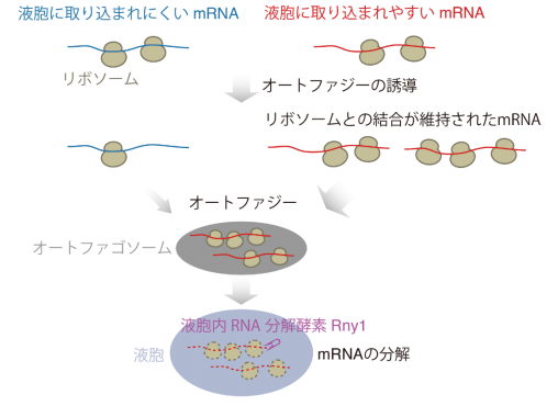 オートファジーによるmRNA分解の選択性を発見 ～遺伝子発現におけるオートファジーの新たな働き～