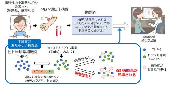 家族性地中海熱の責任遺伝子MEFVの働きを迅速に解析する検査方法を開発