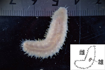 背中に乗った「一寸法師」 矮雄（わいゆう）をもつウロコムシの新種を発見