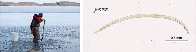 南極大陸の海岸の砂の中から新種のセンチュウを発見