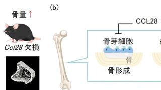 骨代謝を制御する因子を発見