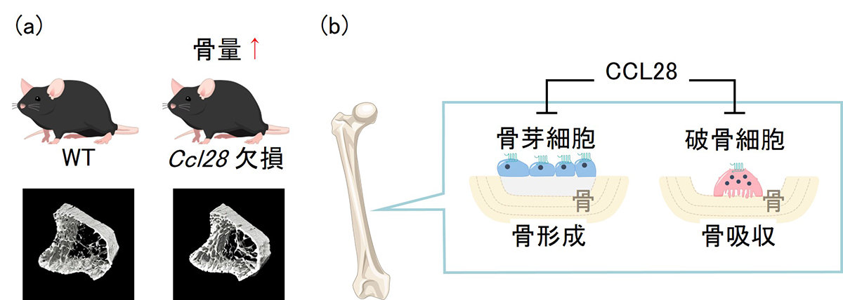 骨代謝を制御する因子を発見
