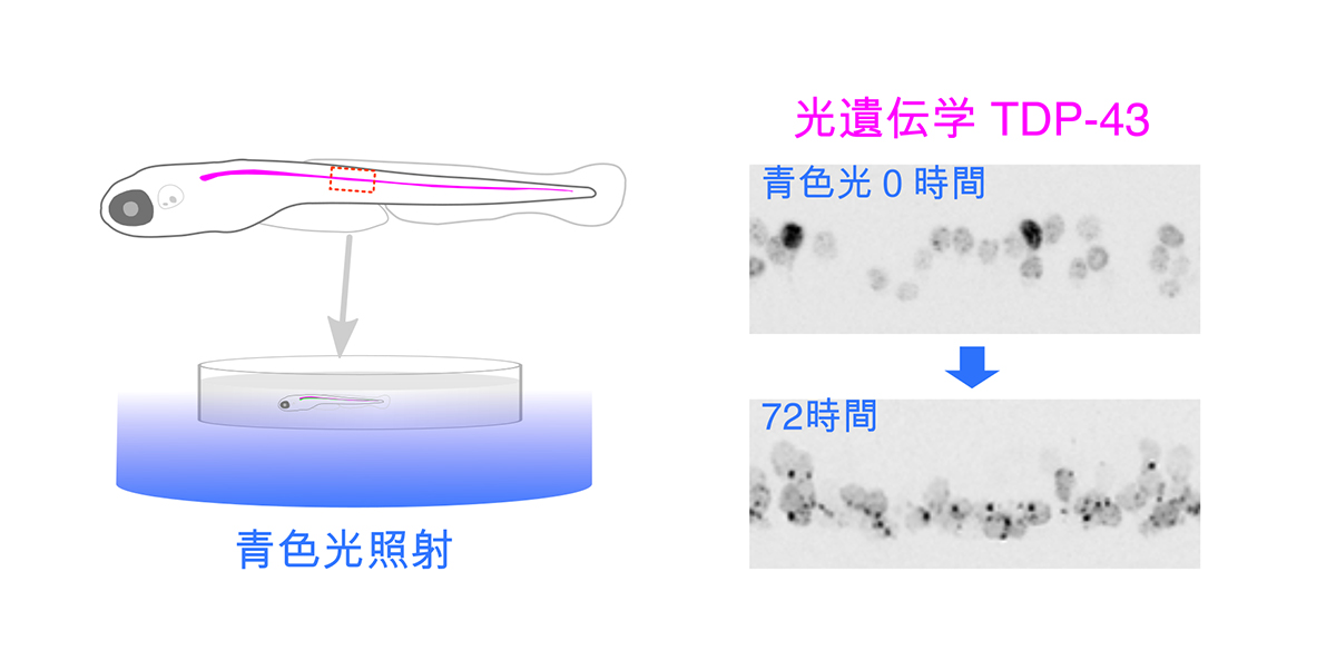 ゼブラフィッシュ光遺伝学でALSの謎を照らす