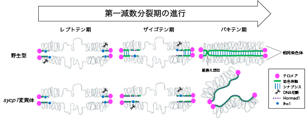 テロメアの近くで起こる組換えとシナプシスの関係